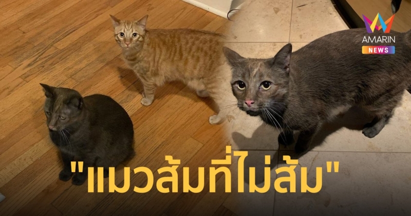 ใครเนี่ย! เจ้าของจำเกือบไม่ได้ แมวส้มเปลี่ยนสีหลังกลับจากสำรวจปล่องไฟ