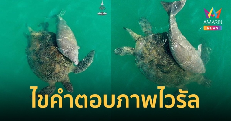 เฉลย! ลูกพะยูนเกาะหลังเต่า เพราะพลัดหลงแม่-เต่ารับเลี้ยงเป็นแม่จำเป็น