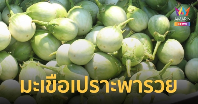 เกษตรกรในพิจิตรปลูกมะเขือเปราะครั้งเดียว เก็บขายได้ทั้งปี รายได้เดือนละครึ่งแสน