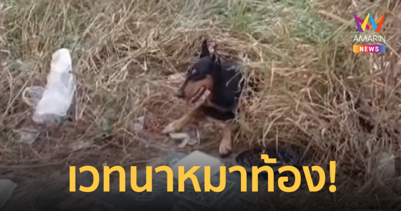 หมาท้องถูกคนเอาไม้ตีหัว เทปกาวมัดขาก่อนนำมาทิ้งไว้ในป่า