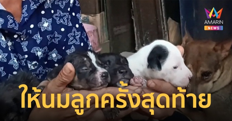 สุนัขแม่ลูกอ่อน ถูกหน้าไม้ยิงคาท้อง ส่งไปรักษากลับมาให้นมลูกไม่ถึงวันตาย