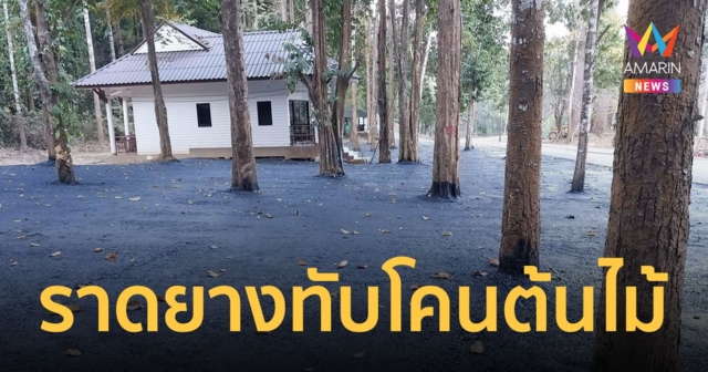 โซเชียลกระหน่ำ เขตรักษาพันธุ์สัตว์ป่าเชียงดาว ราดยางมะตอยทับโคนต้นไม้ ชุ่ยหรือเจตนา?