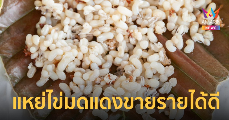 ชาวบ้านตระเวนแหย่ไข่มดแดงขายรายได้ดี กิโลกรัมละ 200 - 400 บาท