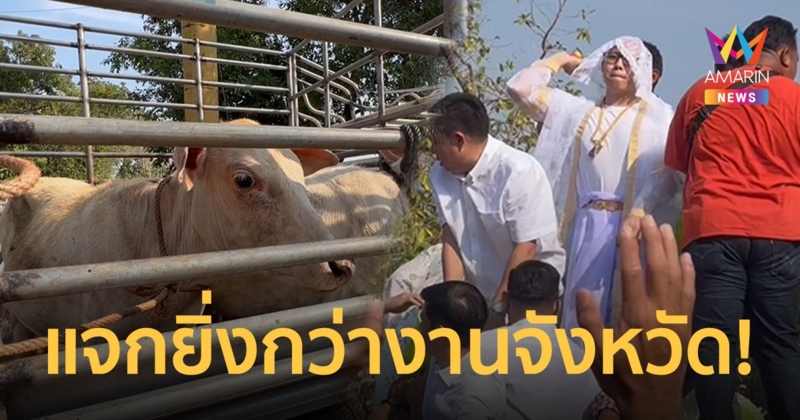 บุญสะพัด พระใหม่โปรยทาน 2 แสน แจกวัว 3 ตัว ชาวบ้านแห่ร่วมงานแน่นวัด