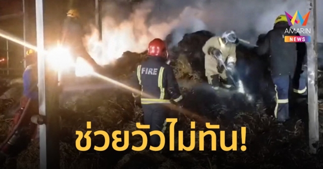 ไฟไหม้คอกวัวลามโรงฟางอัดแท่ง คลอกวัวตาย 3 ตัว สูญเงินเกือบล้านบาท