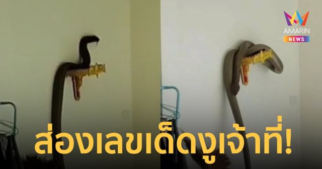 แห่ส่องเลขเด็ด! งูจงอางกว่า 4 เมตรเลื้อยขึ้นหิ้งเชื่อเป็นงูเจ้าที่