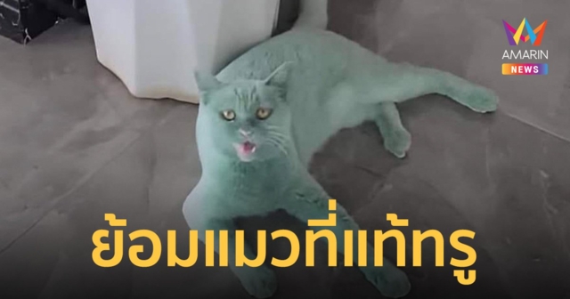 จากแมวสีขาว กลายเป็นสีเขียว ชาวเน็ตคอมเมนต์ “ย้อมแมวที่แท้ทรู”