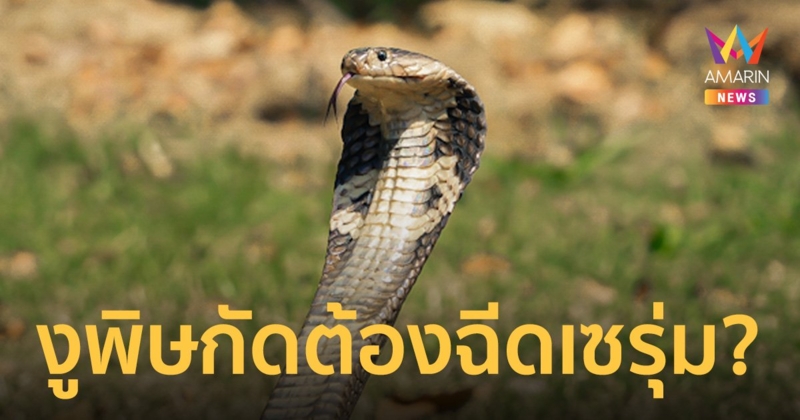 งูกัด ไม่จำเป็นต้องฉีด 'เซรุ่ม' แก้พิษ แต่จะได้รับเมื่อเริ่มมีอาการ