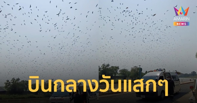 สุดอัศจรรย์! รถพยาบาลมารับผู้ป่วยติดเตียง ฝูงค้างคาวนับร้อยบินบนฟ้ากลางวันแสกๆ
