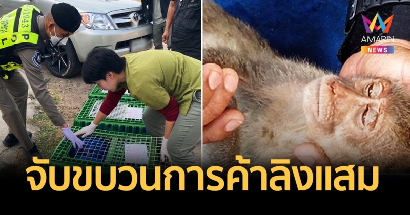 จับกุมขบวนการลักลอบค้าลิงแสมส่งออกต่างประเทศ