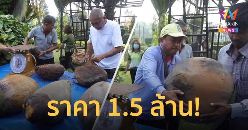 ฮือฮา! มะพร้าวทะเล ผลไม้ใหญ่ที่สุดในโลก ขาย 11 ลูก ราคา 1.5 ล้านบาท