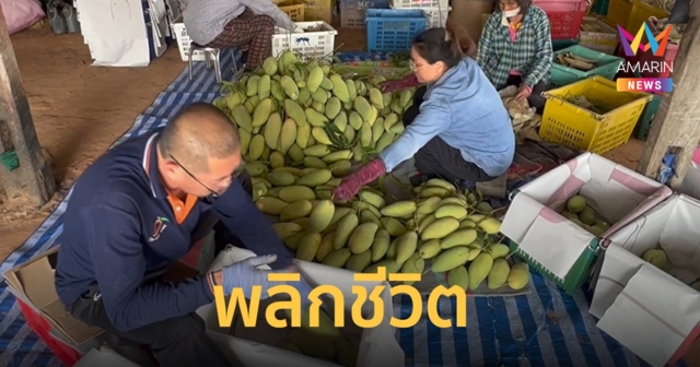 พลิกชีวิต จากไร่มันปีละ 2 หมื่น มาปลูกมะม่วงได้ปีละล้านกว่าบาท