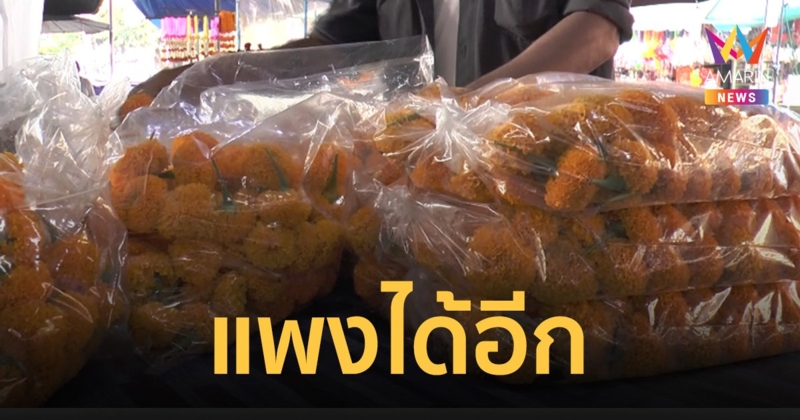 ศึก "เลือกตั้ง" แท็กทีมเทศกาลสงกรานต์ ฉุดราคา "ดอกดาวเรือง" แพงกระฉูด