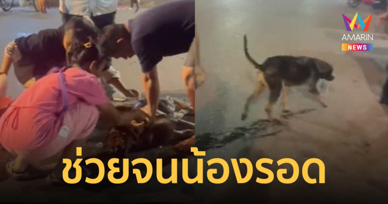 ทุกชีวิตมีค่า! แห่ชื่นชมหนุ่มกู้ภัยปั๊มหัวใจช่วยชีวิตหมาจนรอดตาย