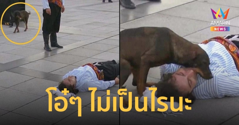 นักแสดงถ่ายฉากบาดเจ็บ น้องหมาจรผ่านมาเห็นเดินเข้าไปปลอบคงคิดว่าเจ็บจริง