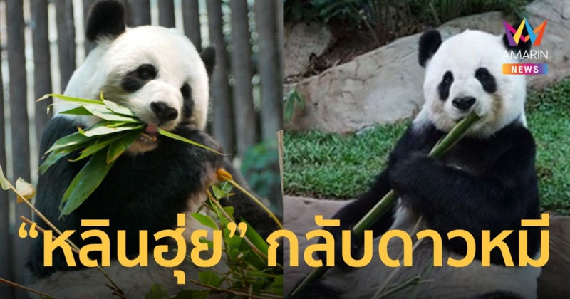 ด่วน! “หลินฮุ่ย” แพนด้าดัง สวนสัตว์เชียงใหม่ ตายแล้ว