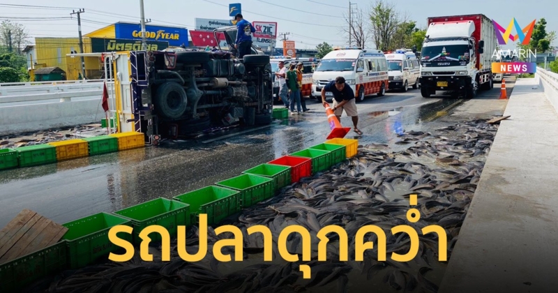 รถบรรทุกปลาดุก ยางแตกพลิกคว่ำกลางถนน ปลาดุก 3 ตัน หล่นกระจายเต็มถนน