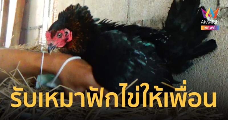 แม่ไก่ใจดีรับฟักไข่ให้เพื่อน 2 ขาทุกตัว รับเหมาหมดทั้งไก่บ้าน ไก่งวง และนกยูง