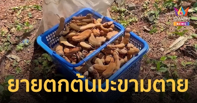 ตาช็อก! ยายวัย 76 เมียรักปีนต้นมะขาม เอามาทำมะขามเปียกขาย พลาดร่วงลงมาดับคาที่