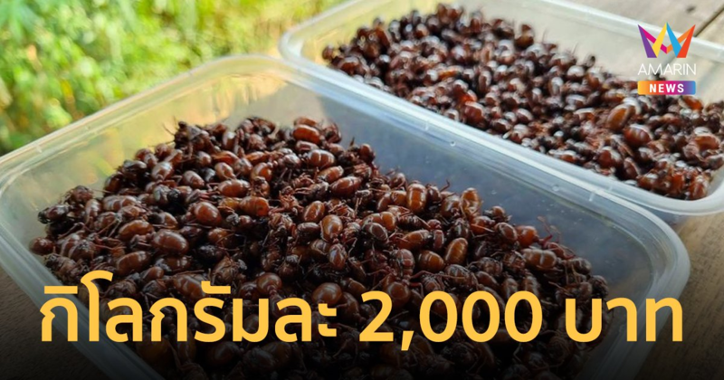หา "แมงมัน" ขายรายได้ดี กิโลกรัมละ 2,000 บาท