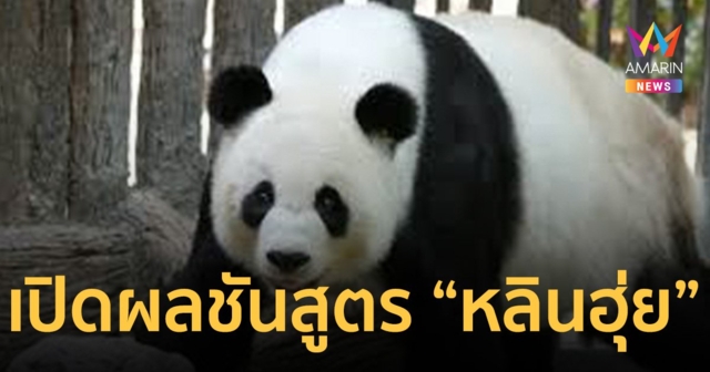 สวนสัตว์เชียงใหม่ เปิดผลชันสูตร สาเหตุการตาย แพนด้า “หลินฮุ่ย”