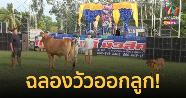 ตำนานบทใหม่! สุดดีใจจ้างวงดนตรีฉลองวัวออกลูก ตั้งชื่อให้ 