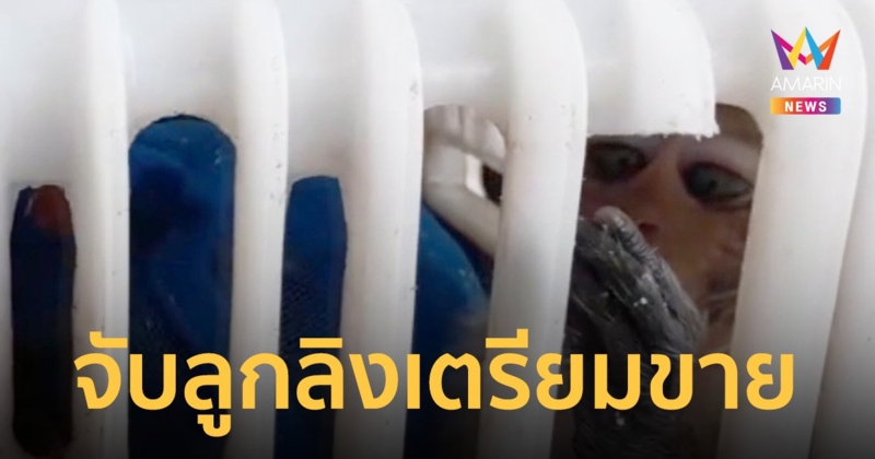 จิตใจทำด้วยอะไร คนร้ายจับลูกลิง 7 ตัว ขังกรงเตรียมขาย