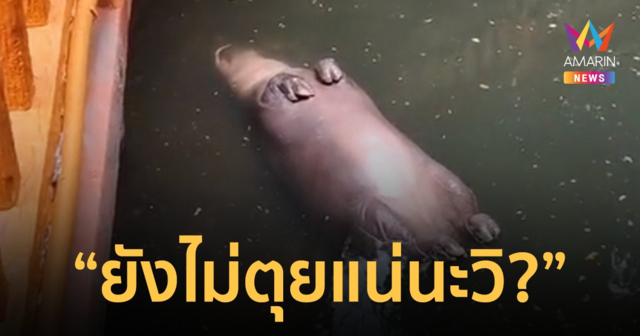 ยังไม่ตายแน่นะวิ! 