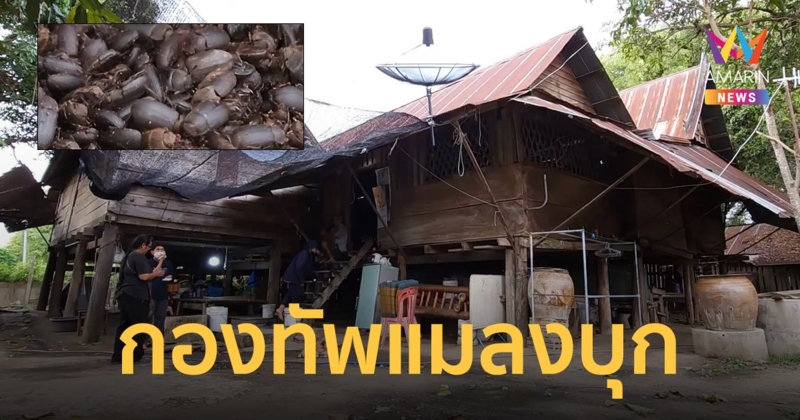 สะพรึง ! ฝูงแมลงปีกแข็งบุกบ้าน มุดเข้ามุ้ง ตกใส่จานข้าว