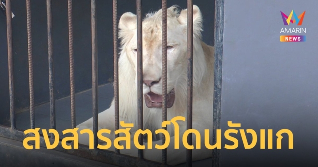 “Osauce Mini Zoo” ปิดถาวร เจ้าของสงสารสัตว์ถูกนักท่องเที่ยวรังแก