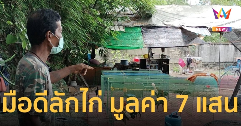 ลักไก่สูญ 7 แสน แก๊งวัยรุ่นย่องอุ้มไก่ชนหนี