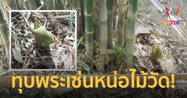 หนุ่มใช้ไม้หน้าสามทุบหลวงตาดับคาวัด ฉุนถูกห้ามฉกหน่อไม้ไปขายแลกยานรก