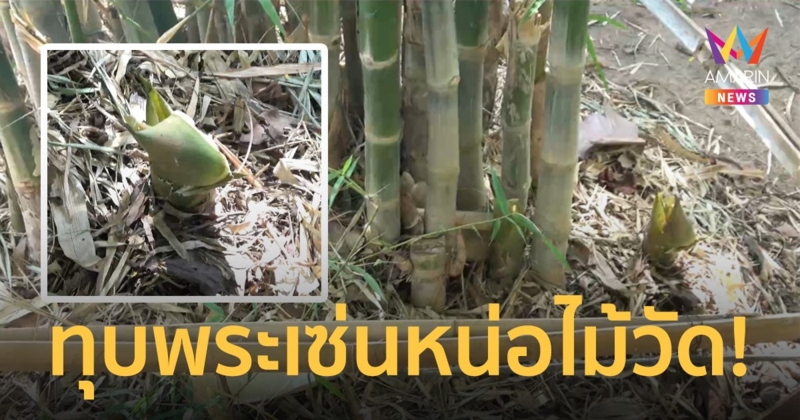 หนุ่มใช้ไม้หน้าสามทุบหลวงตาดับคาวัด ฉุนถูกห้ามฉกหน่อไม้ไปขายแลกยานรก