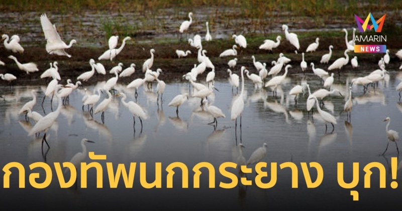 ช่วยด้วย!  ฝูง นกกระยางขาวกว่า 4 พันตัว บุก ทำ ครู-นักเรียน เดือดร้อน