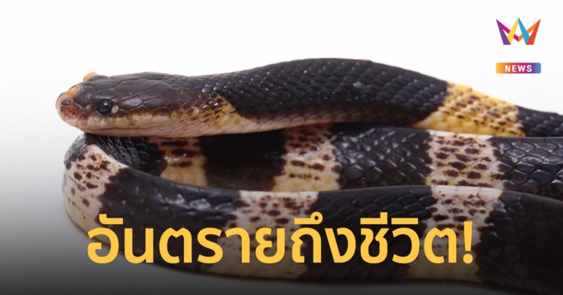 อันตรายมาก! หนุ่มโพสต์ถามชนิดงู หลังยายวัย 60 ถูก งูทับสมิงคลา ฉกที่นา