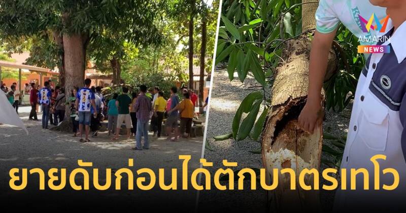 สลดใจ ยาย 87 ปี รอ ตักบาตรเทโวถูกกิ่งมะม่วงหักร่วงทับร่างดับ