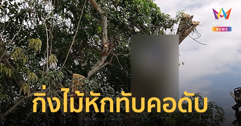 สลด! หนุ่มกลัวบ้านใหม่พังปีนตัดต้นไม้ ถูกกิ่งมะม่วงร่วงทับ-ล็อกคอติดง่ามดับ