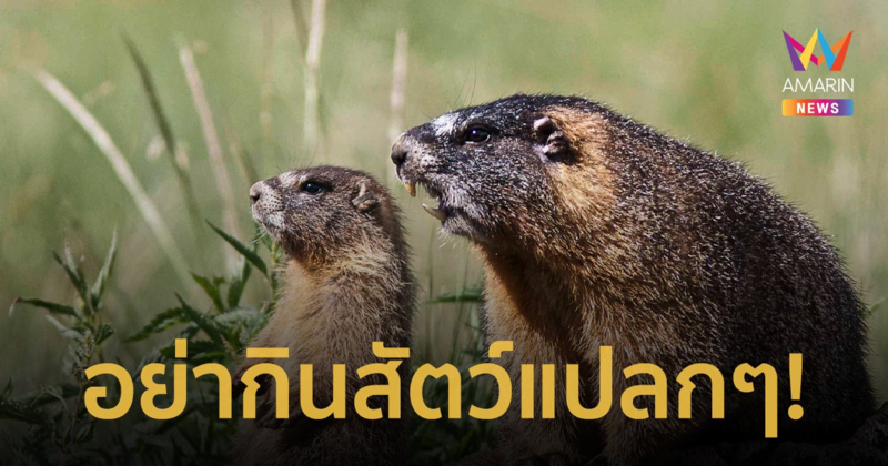 หมอเตือน!  อย่ากินสัตว์แปลกๆ หลังพบผู้ติดเชื้อกาฬโรคต่อมน้ำเหลือง