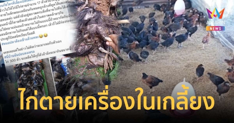 ผวาไก่ตายปริศนาเกือบ 20 ตัว ถูกล้วงกินไส้ เครื่องในหายหมด