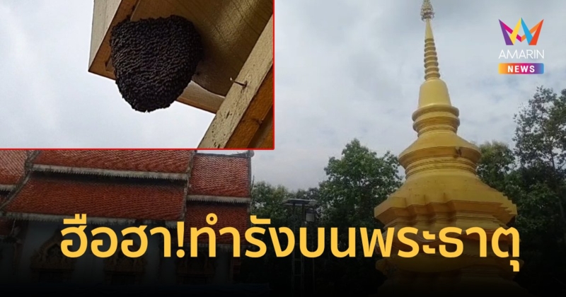 ฮือฮา!ฝูงผึ้งหลวงแห่ทำรังองค์พระธาตุโบราณล้านนา อายุกว่า 500 ปี