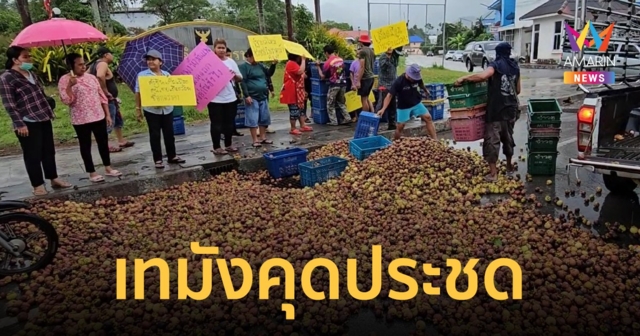 ชาวสวนเมืองคอนสุดทน ถูกทุบราคาอย่างหนัก ขนมังคุดนับพันกิโล เททิ้งหน้าอำเภอ
