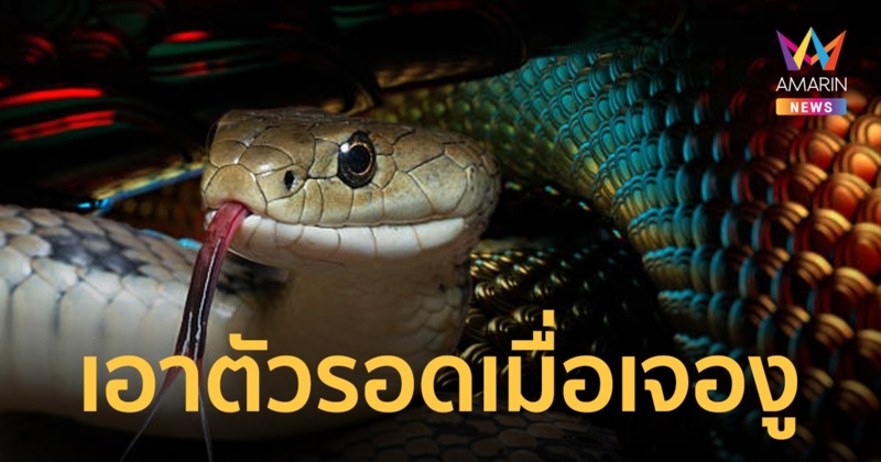 4 ขั้นตอนเอาตัวรอดเมื่อเจองู