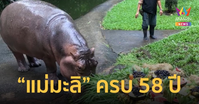 แฮปปีเบิร์ธเดย์ “แม่มะลิ” ฮิปโปโปเตมัส อายุครบ 58 ปี