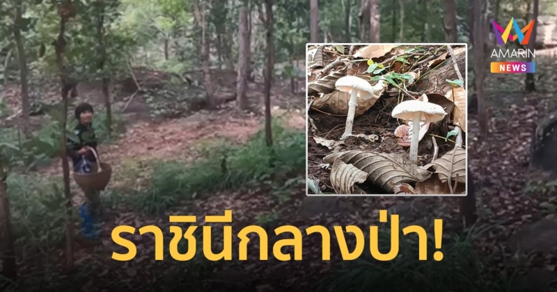 ชาวบ้านแห่เก็บ "ราชินีเห็ดป่า" สมบัติกลางป่า หอบรายได้กลับบ้านหลักพัน