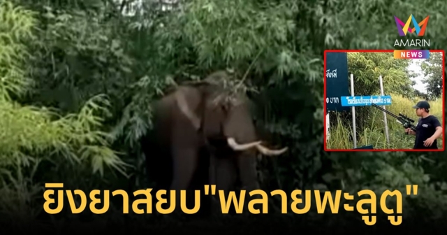 ยิงยาสลบ