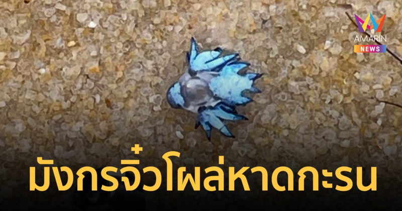 "Blue Dragon" มังกรจิ๋วโผล่หาดกะรน จ.ภูเก็ต เตือนห้ามจับ มีพิษร้ายแรง