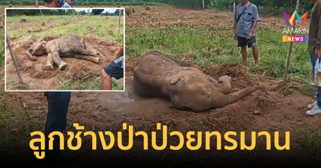 ลูกช้างป่าดิ้นทรมานกลางไร่มันสำปะหลัง