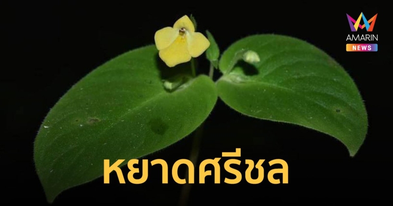“หยาดศรีชล” พืชชนิดใหม่ของโลก พบขึ้นในระบบนิเวศจำเพาะ "เขาหินปูน"