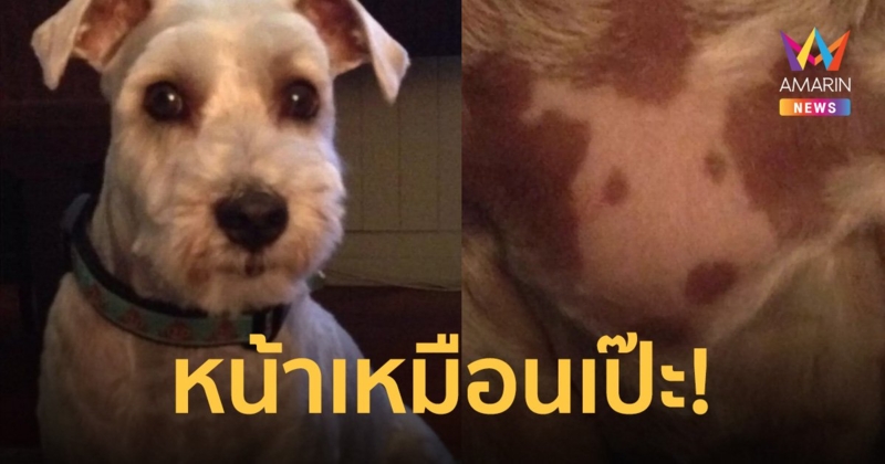 เจ้าของอึ้ง น้องหมามีขนกลางหน้าอกเหมือน "หน้าตัวเอง" อย่างกับสักเอาไว้