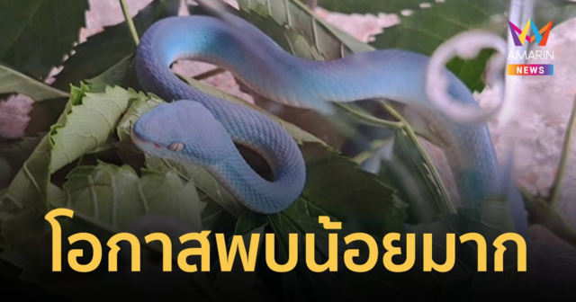 ฮือฮา! หนุ่มจับ 